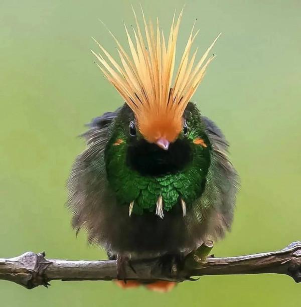 分享——最珍貴罕見的鳥