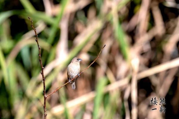 斑文鳥1240 斑文鳥1240