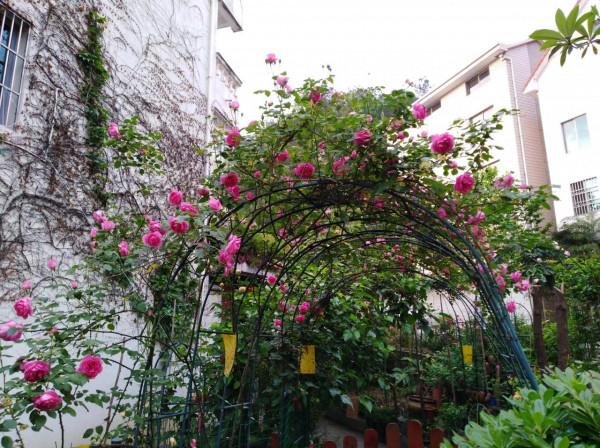 小花園裡秋花正旺，手調曝光補償，拍攝花瓣細節