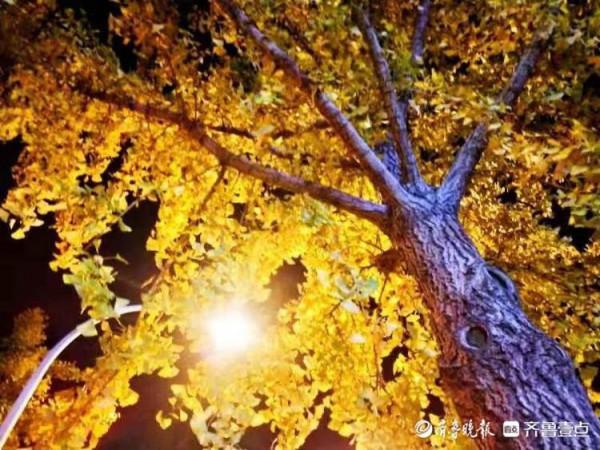 銀杏樹葉黃,斑斕夜色美 銀杏樹葉黃,斑斕夜色美
