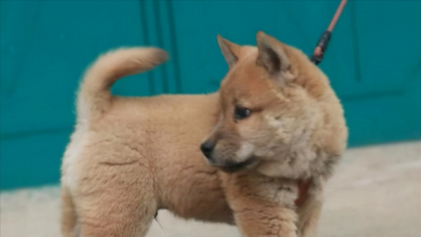 中華田園犬品種圖鑑 中華田園犬品種圖鑑