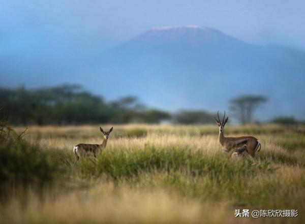 火烈鳥的天堂-博戈里亞湖