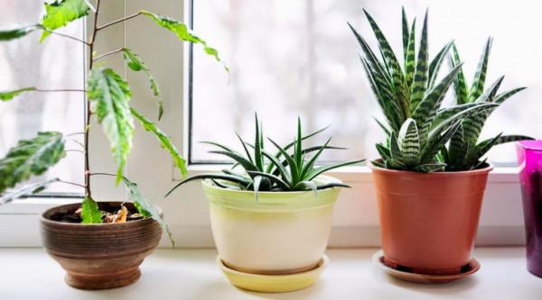 骨折凱和“綠色”痴痴纏纏了一生