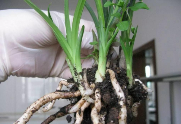 俗語“幹養根，溼養葉”，養花“巧澆水”，根、葉俱旺