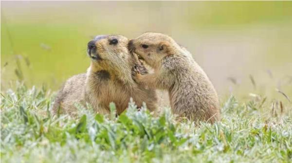 記者帶你走進野生動物世界