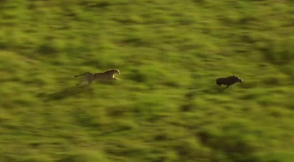 豬不僅聰明,還比獵豹跑得快,法國人發財都得靠豬鼻子 豬不僅聰明,還比獵豹跑得快,法國人發財都得靠豬鼻子