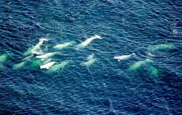 海中的“金絲雀”,走近神奇的海洋哺乳動物白鯨 海中的“金絲雀”,走近神奇的海洋哺乳動物白鯨