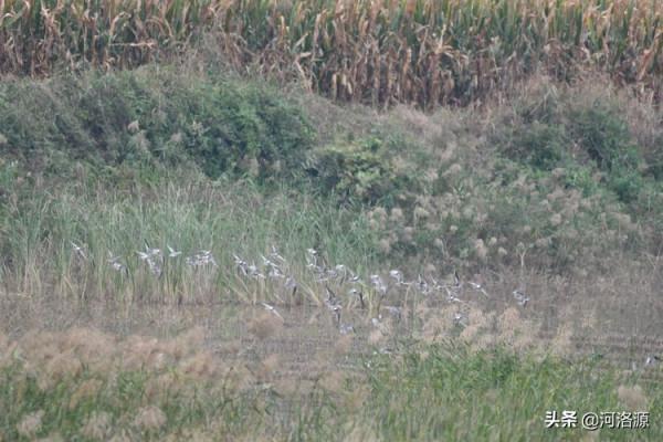 鞏義黃河溼地首批大天鵝“回家”,這些“老朋友”也如約而至 鞏義黃河溼地首批大天鵝“回家”,這些“老朋友”也如約而至