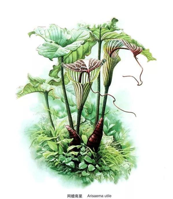 中國動植物畫第一人，曾孝濂極品工筆畫