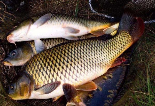 野生鯉魚的最愛，不是玉米粒，也不是麥粒，而是這三種餌料
