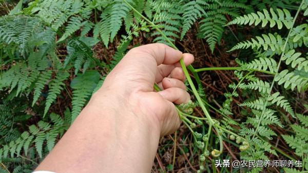 農民當柴火燒的蕨菜，不知三大用途很實用，值得了解