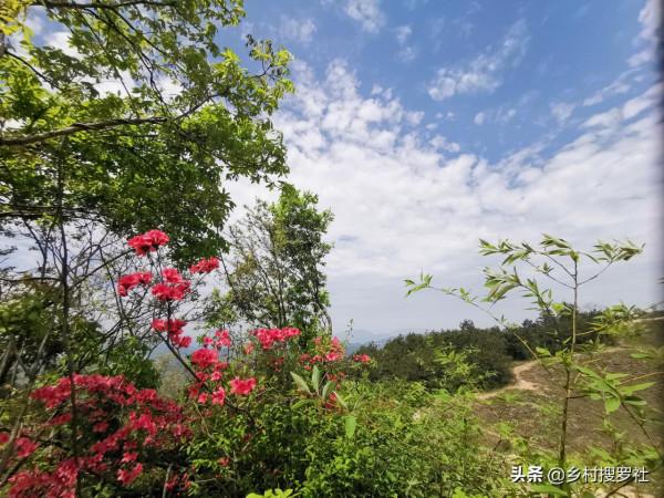 映山紅種不活?這5個訣竅告訴你,再老的樁都能生根 映山紅種不活?這5個訣竅告訴你,再老的樁都能生根