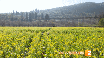 美！金燦燦一大片！油菜花海已上線