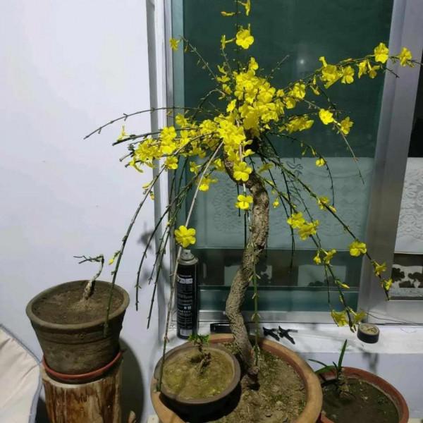 氣溫回升，5種花早施肥早開花，抓緊了