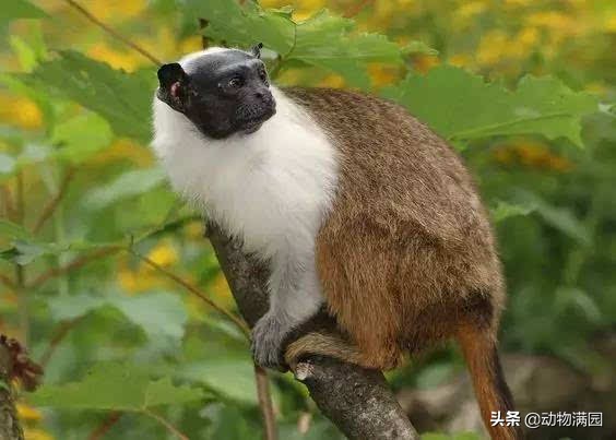 物種百科：黑白檉柳猴