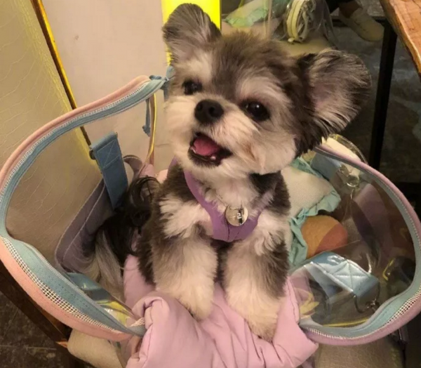 小狗因是串串被丟了，醫生收留一年後被驚豔到：撿到寶貝了呀