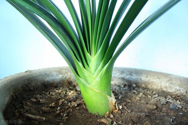 7月，這些花草開始“坐胎”，能不能變“孕婦”，養護很關鍵