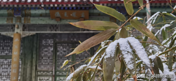 難覽觀園全畫景 雪覆臘梅一隅香&mdash;&mdash;踏雪尋遊北京大觀園