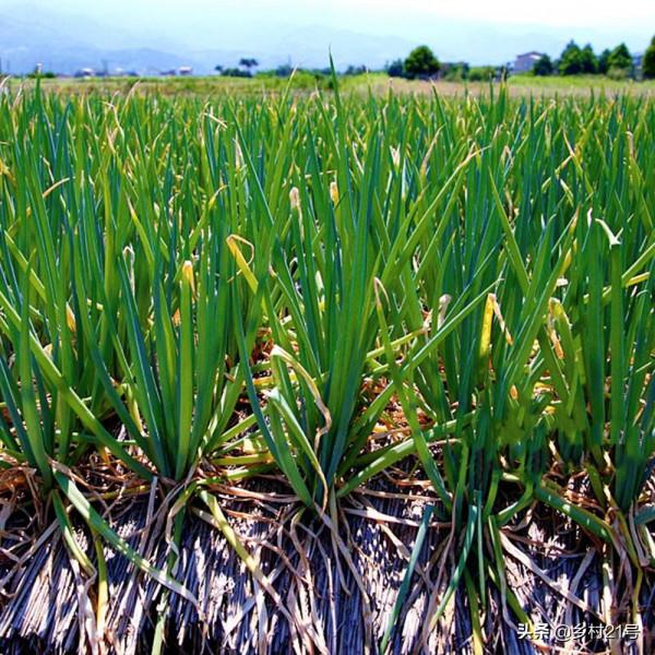 春季種植小香蔥，防寒防病蟲害的小妙招，趕緊收藏