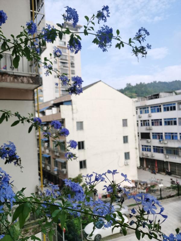 藍雪花?賞心悅目又降暑,夏季養花首選 藍雪花?賞心悅目又降暑,夏季養花首選