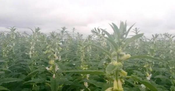 農業發展前景分析探討