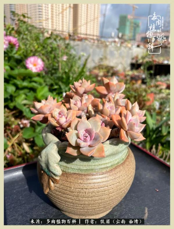 正是花好月圓時，再訪楊姐的屋頂花園