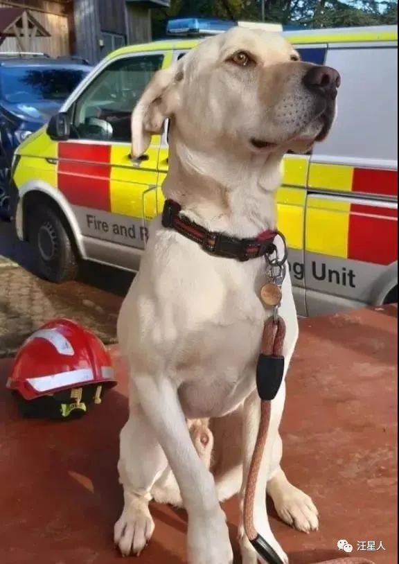 汪界也內卷，這隻拉布拉多“考編”成功