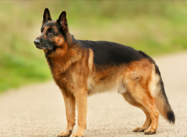 如果這些狗狗做警犬,會怎麼樣? 如果這些狗狗做警犬,會怎麼樣?