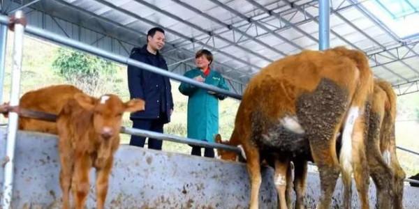 農村婦女彭美竹，養牛10年坐擁1200萬資產，帶領鄉民發家致富