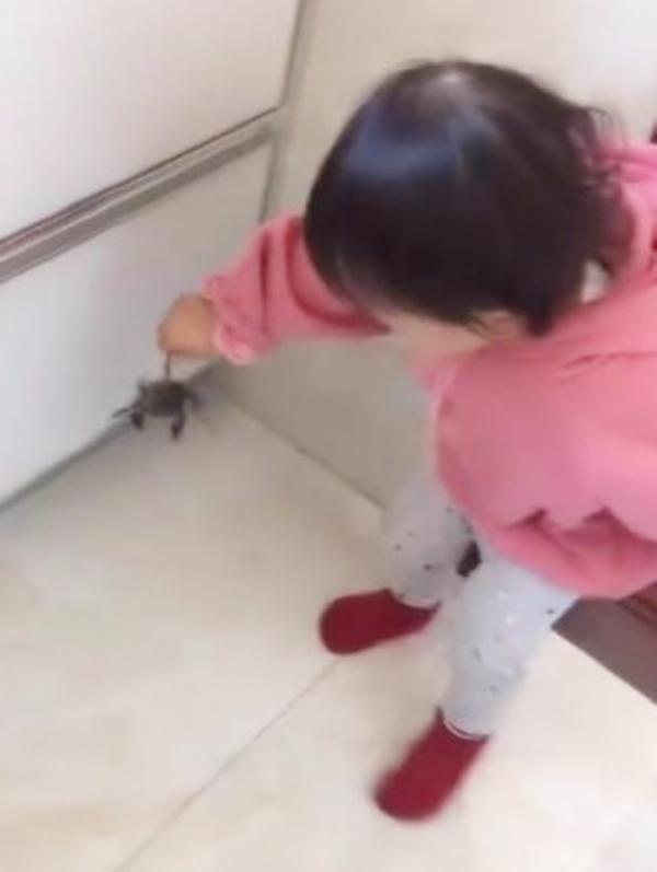 “初生牛犢不怕虎”：家裡黃鱔跑出來爸媽不敢上手，只能拜託娃了