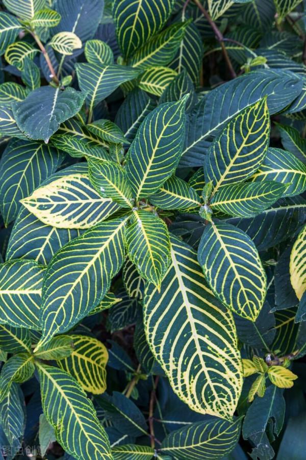 太實用了！45種常見植物養殖方法大全