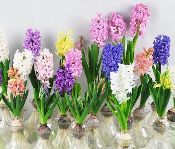 這3種植物特“耐陰”，好看又好養，沒有陽光也能長“爆盆”