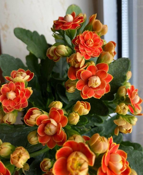 老人居室養&OpenCurlyDoubleQuote;3種花&rdquo;，漂亮大氣、茁壯好養，長壽健康相伴