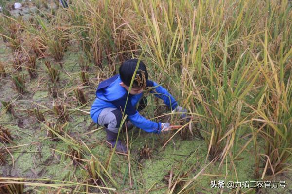 “糧食安全萬里行 力拓好米更安心”——2021糧食安全主題活動舉行