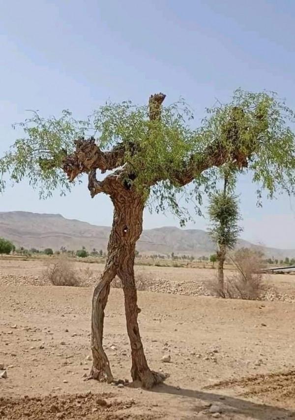 20張活久未見的照片,一隻公雞PK7只火雞,這氣場太霸氣了 20張活久未見的照片,一隻公雞PK7只火雞,這氣場太霸氣了