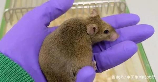 科學解釋“千金難買老來瘦”：少吃點兒，可以大幅延長壽命