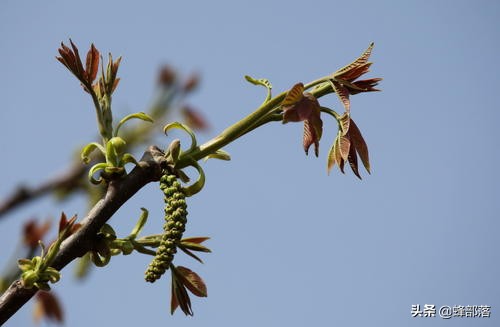 核桃割一刀就實現增產,這是什麼原理?啥時候割最好? 核桃割一刀就實現增產,這是什麼原理?啥時候割最好?
