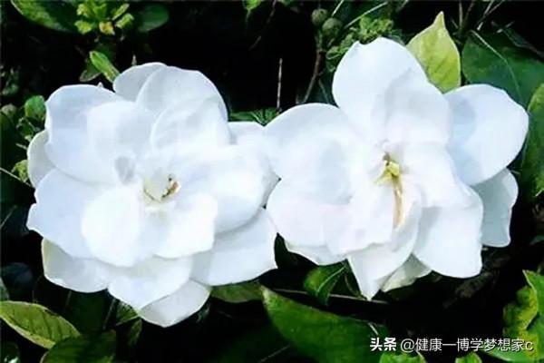 為什麼說&OpenCurlyDoubleQuote;冬不用梔子，夏不用麻黃&rdquo;？