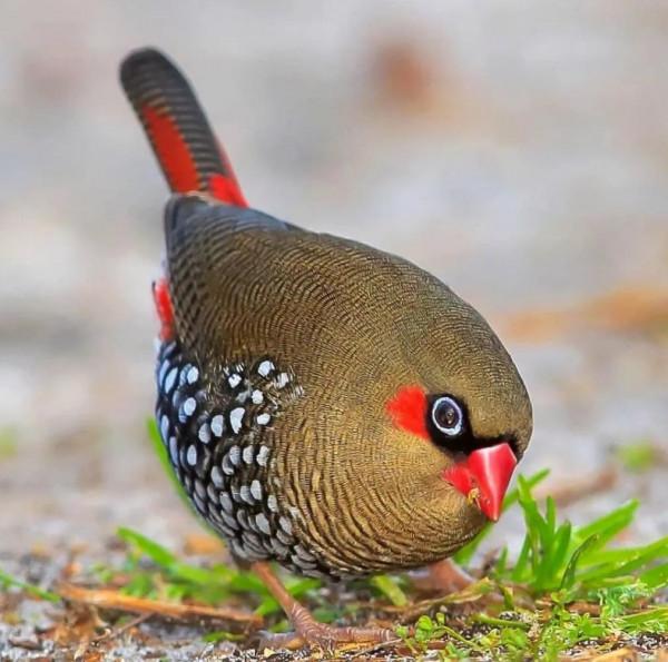 長了翅膀的絨球,萌萌噠 長了翅膀的絨球,萌萌噠