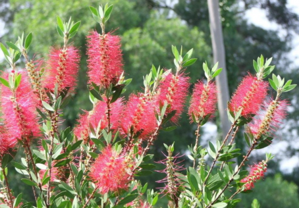 這種能開花的柳樹名為“串錢柳”,紅彤彤,盆栽放屋裡格外喜慶 這種能開花的柳樹名為“串錢柳”,紅彤彤,盆栽放屋裡格外喜慶