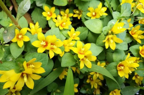 《中國大百科全書（第2版）》讀書筆記02642-報春花科