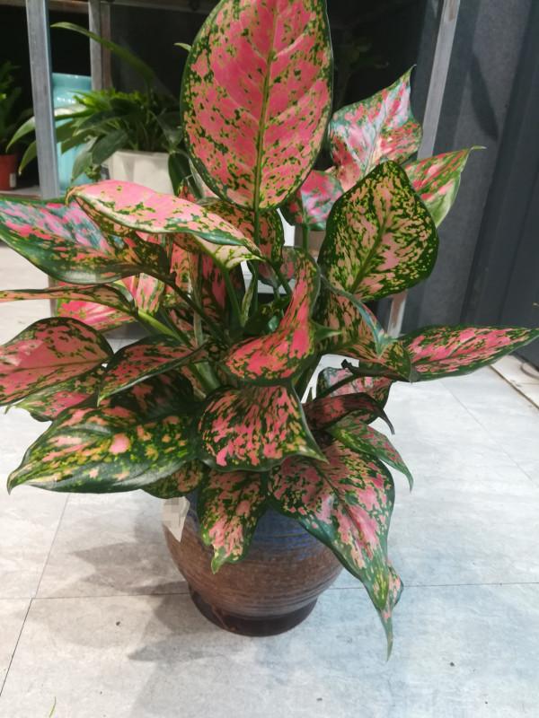 利於健康的吉祥花,建議從這12種裡面選擇,好養大氣有旺宅的寓意 利於健康的吉祥花,建議從這12種裡面選擇,好養大氣有旺宅的寓意