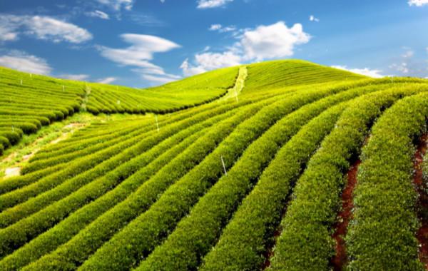 多數農民呼籲重新分地，看看國家怎麼說？