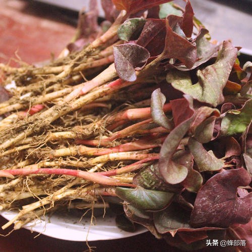 貴州著名蕺菜，貴州人讚不絕口，外地人說很臭，曾在疫情期間大火