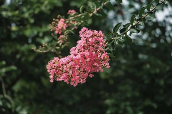 八種花,養成老樁最“旺家”,開花倍有精神氣兒 八種花,養成老樁最“旺家”,開花倍有精神氣兒