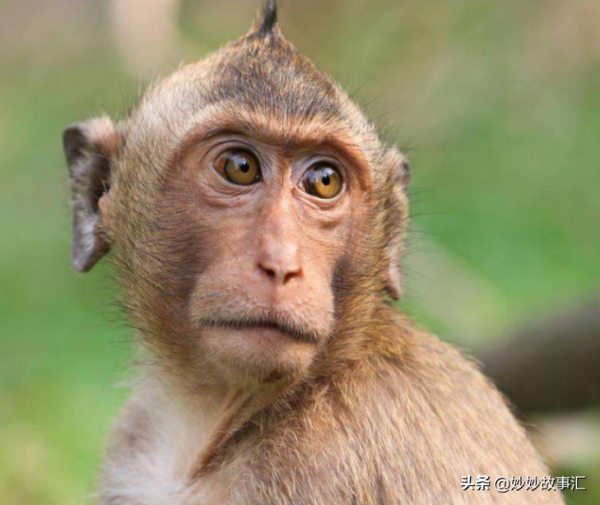 民間故事:獵人上山打獵,遭母猴攔路,下山時抱著一對兒女 民間故事:獵人上山打獵,遭母猴攔路,下山時抱著一對兒女