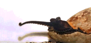 40張罕見的照片:鱷魚咬碎烏龜,鴕鳥在水面飛奔,河馬充當渡輪 40張罕見的照片:鱷魚咬碎烏龜,鴕鳥在水面飛奔,河馬充當渡輪