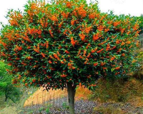 適合庭院種植的桂花，品種怎麼選？