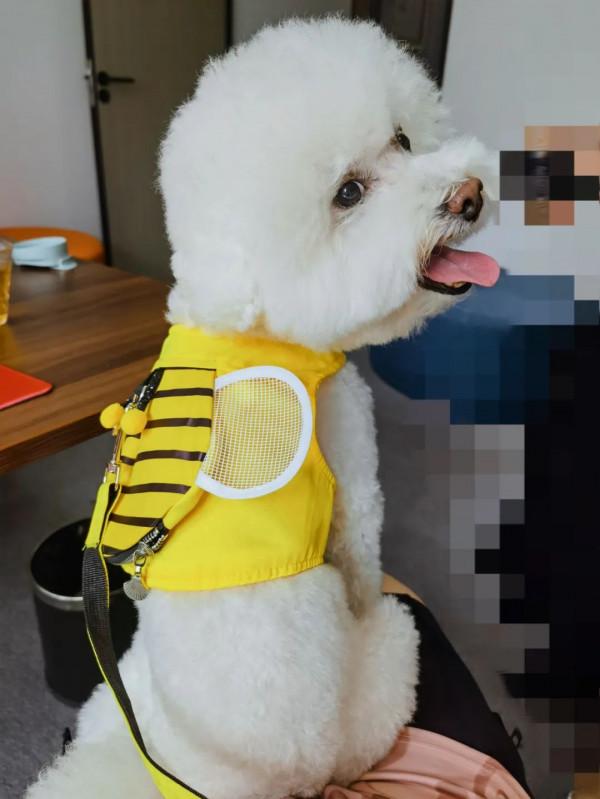 我經常出差旅遊,家裡的兩隻貓一隻狗怎麼辦呢? 我經常出差旅遊,家裡的兩隻貓一隻狗怎麼辦呢?