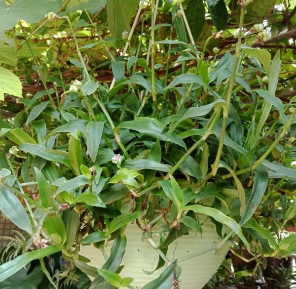 田邊這種“瓜子草”，以前農民見1株拔1株，如今知道能賣錢，稀罕